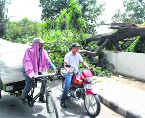 A motorcyclist and a rickshaw-puller pass by a tree that fell in a strom in Patiala.
