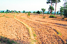 Drought-hit fields at Sakoh village near Dharamsala.