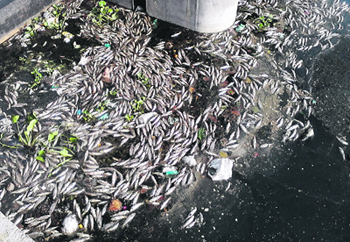Dead fish at the Kanjli wetland in Kapurthala.