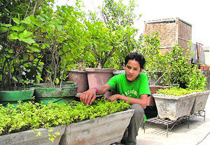 Kitchen gardens have become a hit with residents of Ludhiana.