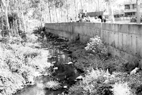 A view of the nullah near houses at Sector 7 in Panchkula.