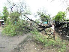 Workers clear the Fatehabad-Ratia road of fallen trees near Ayalki on Thursday. 
