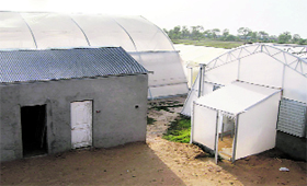 A polyhouse at Bugana village in Hisar.