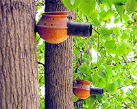 Shelters for sparrow affixed with trees at the PAU