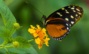 The great insect class of Lepidoptera, those with scale-covered wings, is made up overwhelmingly of moths, nearly 2,00,000 named species across the world, with many thousands more yet to be named