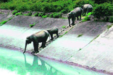 Elephants at the East Ganga canal at Shyampur in Haridwar on Friday to quench their thirst.