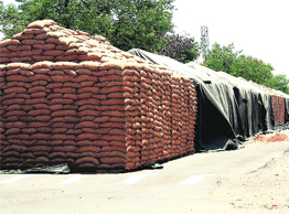 Wheat bags stored in the open in Rohtaks grain market.