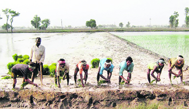 Labourers transplant paddy near Moga town. The unrelenting heat wave has increased the demand for water for growing paddy. A Tribune photograph 
