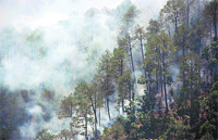 Dry pine needles have triggered many forest fires in the state. Photo: Amit Kanwar