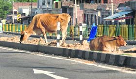 While stray cattle pose a threat to motorists, the municipal corporation plans to close down one of the pounds giving shelter to such animals in Jammu