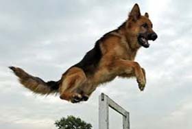 Police dogs are trained in, among other things, sniffing out the whereabouts of the criminals