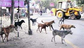 Stray dogs roam around in Model Town, Jalandhar