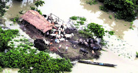 People, stuck at a cattle shed, wave at a helicopter for their rescue in the flood affected areas of Tezpur in Assam.