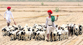 Shepherds from Rajasthan take their cattle for grazing near Mohana Police Post in Sonepat district.