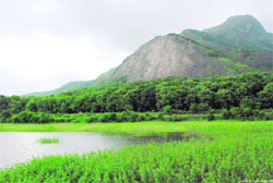 The Western Ghats harbour a wealth of flora and fauna