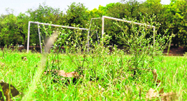 Patches of congress grass in the field.
