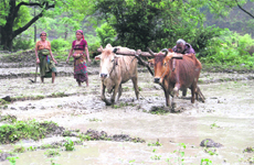 A family ploughs a field to prepare it for paddy plantation on Sahastradhara Road near Dehradun on Tuesday. 