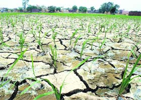 Dried up paddy fields at a village near Rajpura