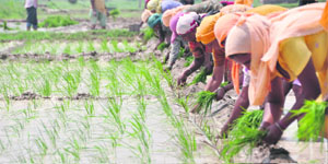 Women sow paddy in a farm at a village near Ludhiana. 