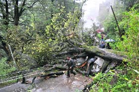 RAIN FURY: A tree uprooted by heavy rain in Shimla on Thursday