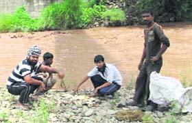 Dead fish found in the Chikni khad in Nalagarh