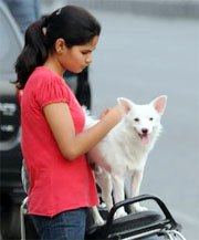 A pet dog receives the attention and affection of its owner while being perched on her Scooty in Bathinda on Saturday.