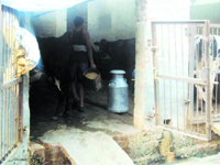 A dairy at the Peer Lappe Shah residential area in Jagraon.