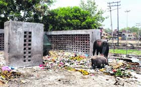 Garbage lies unattended at Vikas Nagar in Chandigarh
