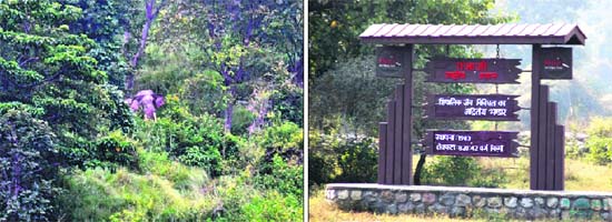 An elephant in the Rajaji National Park; and (right) the signboard of the park in Haridwar