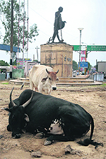 Stray cattle have made the park surrounding Mahatma Gandhis statue at Satwari Chowk their home in Jammu.