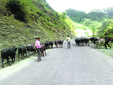 A group of men herd animals to the Kashmir valley via the Mughal Road. 