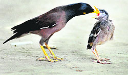 A bird feeds its little one in Ludhiana