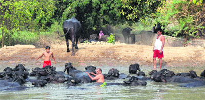 COOL SPLASH: A man and a boy bathe their buffaloes in a canal in Sonepat district.