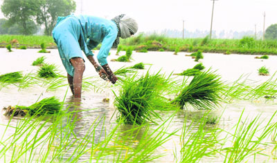 With the onset of monsoon, a farmer plants paddy saplings in Sekhpura Suhana village of Karnal district. 