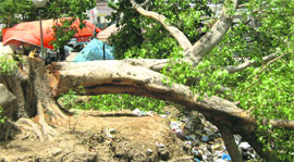 The axed stem of a peepal tree, which was fell illegally in Kurukshetra.