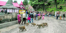 The monkey menace has assumed alarming proportions in the state.