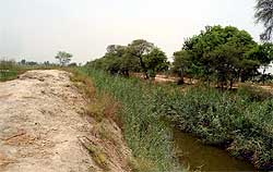 Wild growth has hindered the flow in the Jhabelwali drain