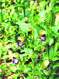 Aconitum heterophyllum, a medical plant