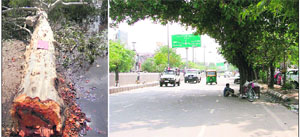 A eucalyptus tree uprooted on Thursday (left); and a banyan tree near the Feroze Gandhi market on the Ferozepur road in Ludhiana on Friday.