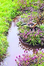 Improper drainage can spell doom for your garden