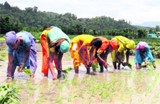 Women sow paddy in their fields on the Sahstradhara road in Dehradun. 
