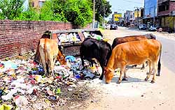 Stray cattle feed on roadside garbage at the main market of Channi Himmat, Jammu