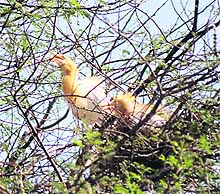 Braving the heat birds sits in their nest on the tree in Ramgarh village