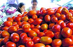 Women buy tomatoes in Ludhiana