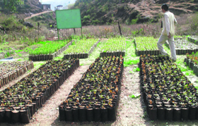 The Forest Department is using polythene bags for saplings in its nurseries.