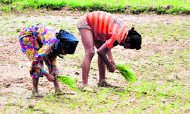 Farmers planting paddy on a water-deficient field in R S Pura on the outskirts of Jammu.