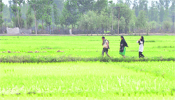 High salinity threatens to render fields uncultivable in Jammu, Kathua and Samba. A file photo