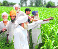 Farmers point at their fields at Ghogga village on the Indo-Pak border. 