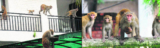Monkeys in a residential area in Sector 27 and (left) monkeys at a park in Sector 30, Chandigarh.