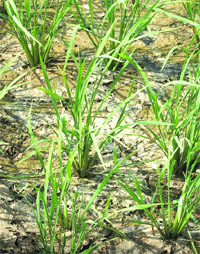 A parched field in Boh village of Ambala district. 
